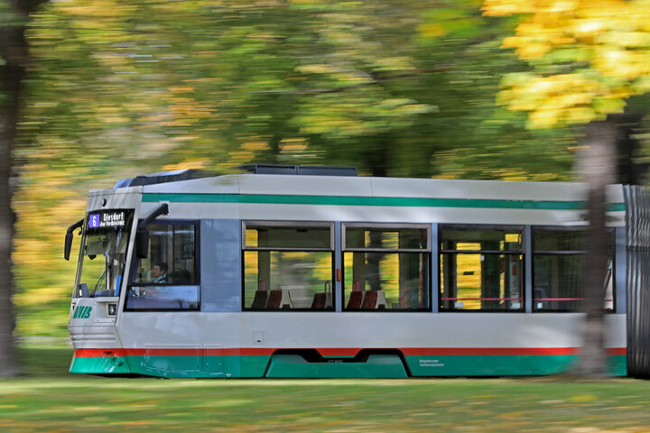 Eine grün-weiße Straßenbahn der Magdeburger Verkehrsbetriebe fährt an herbstlichen Bäumen vorbei